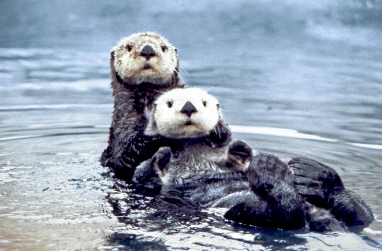 SEA OTTER – NAZARENE NOTES