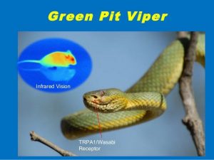 pit viper delivery